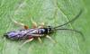 Exochus sp.